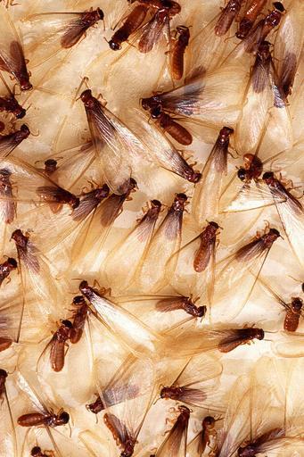 Understanding Termite Bonds